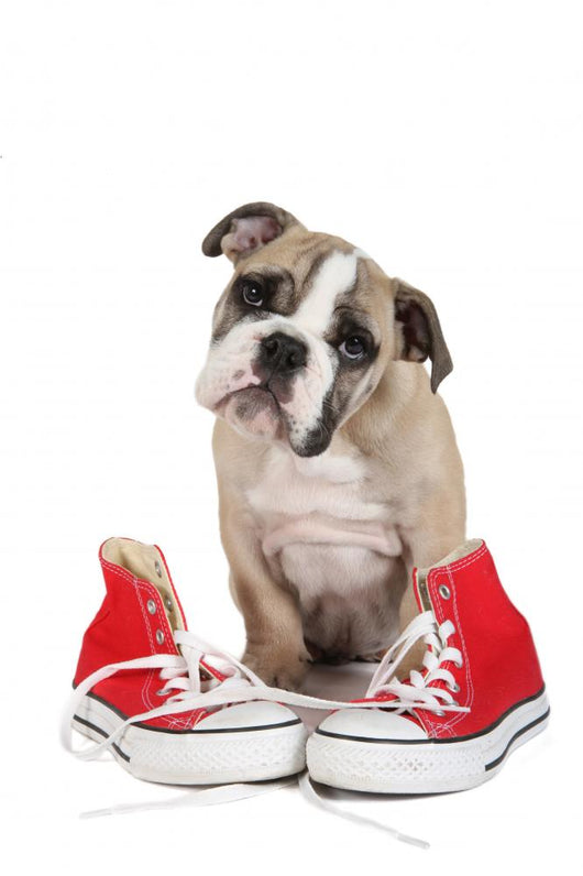 Cute Puppy with Red