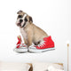 Cute Puppy with Red