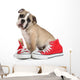Cute Puppy with Red