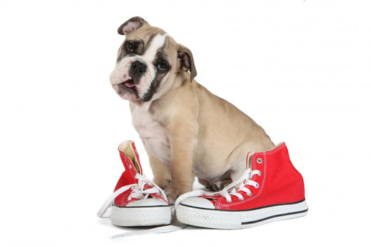 Cute Puppy with Red