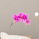 Orchid