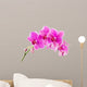 Orchid