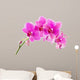 Orchid