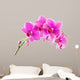 Orchid