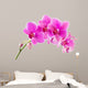 Orchid