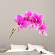 Orchid