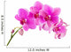 Orchid