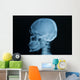 Skull X-rays Image