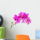 Orchid