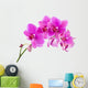 Orchid