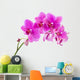 Orchid
