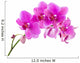 Orchid