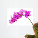 Orchid
