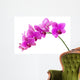 Orchid