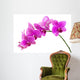 Orchid