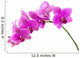Orchid