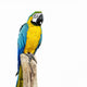 Parrot Bird Sitting Perch