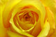 Yellow Rose Wall Mural