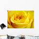 Wet Rose Wall Mural