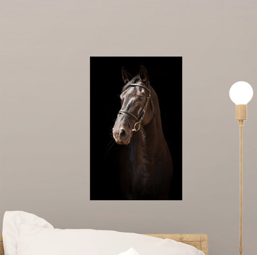 Portrait Black Horse Black