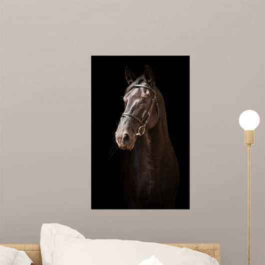 Portrait Black Horse Black