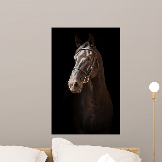 Portrait Black Horse Black