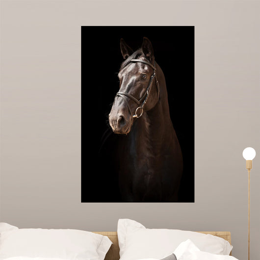 Portrait Black Horse Black