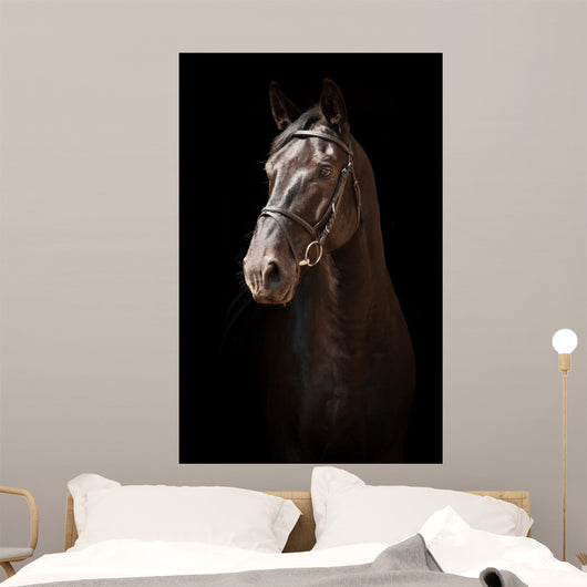 Portrait Black Horse Black