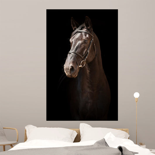 Portrait Black Horse Black