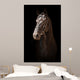 Portrait Black Horse Black