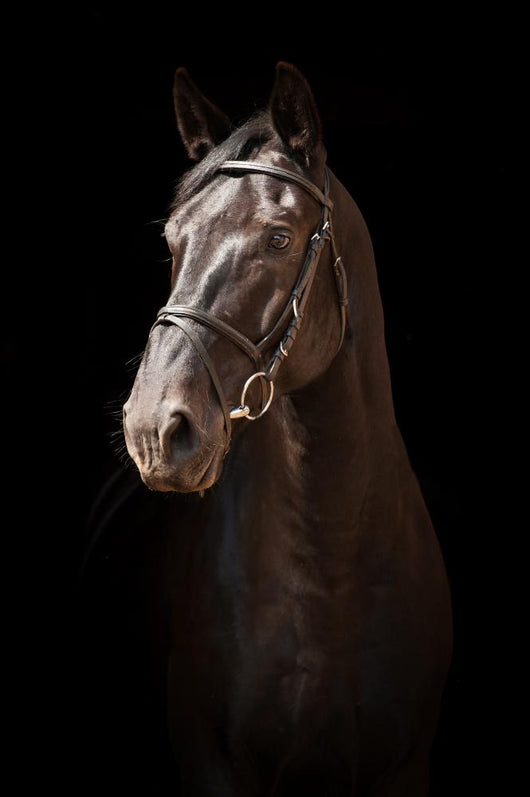 Portrait Black Horse Black