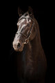 Portrait Black Horse Black