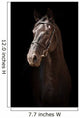 Portrait Black Horse Black