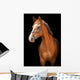 Portrait Red Horse Black