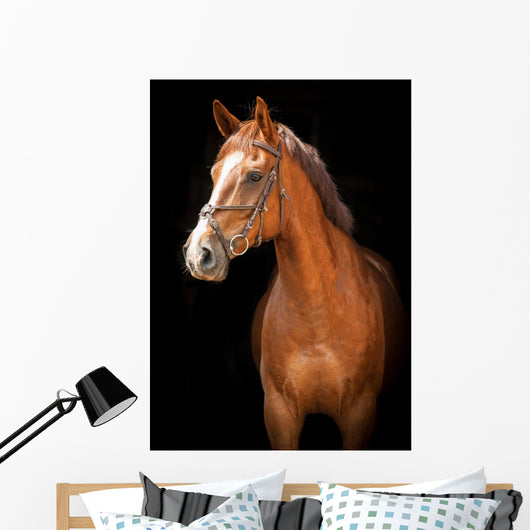 Portrait Red Horse Black