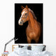 Portrait Red Horse Black