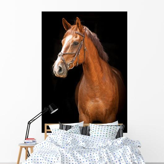 Portrait Red Horse Black