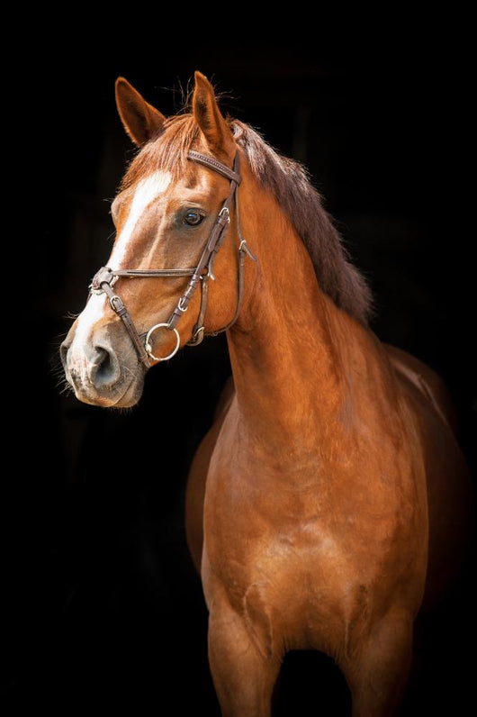 Portrait Red Horse Black