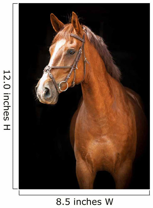 Portrait Red Horse Black