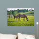 Horses at horse farm. Country landscape. Wall Mural