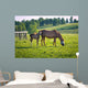 Horses at horse farm. Country landscape. Wall Mural