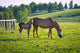 Horses at horse farm. Country landscape. Wall Mural