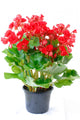 Red Begonia