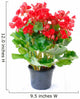 Red Begonia