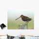 Snipe Wall Mural