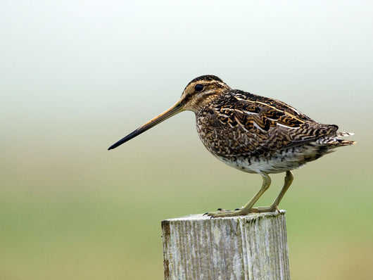 Snipe Wall Mural