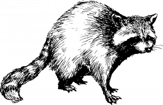 hand drawn raccoon Wall Decal