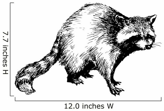 hand drawn raccoon Wall Decal