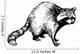 hand drawn raccoon Wall Decal