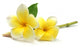 Tropcal Frangipani